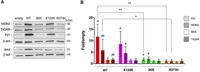 Mutant p53K120R expression enables a partial capacity to modulate metabolism